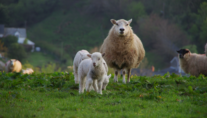 Parracombe Community Land Trust