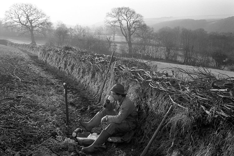 Devon Hedges and Trees