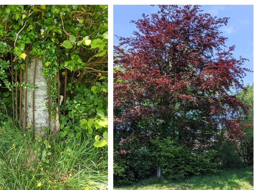 100 Objects 21: Copper Beech at the Coronation Playing Fields