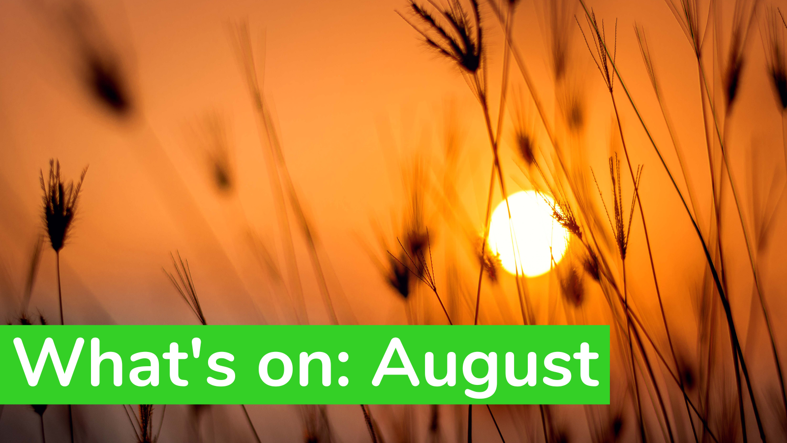 What’s On: August