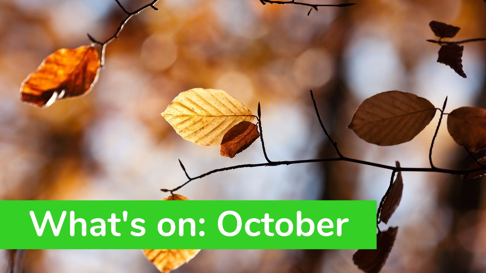 What’s On: October