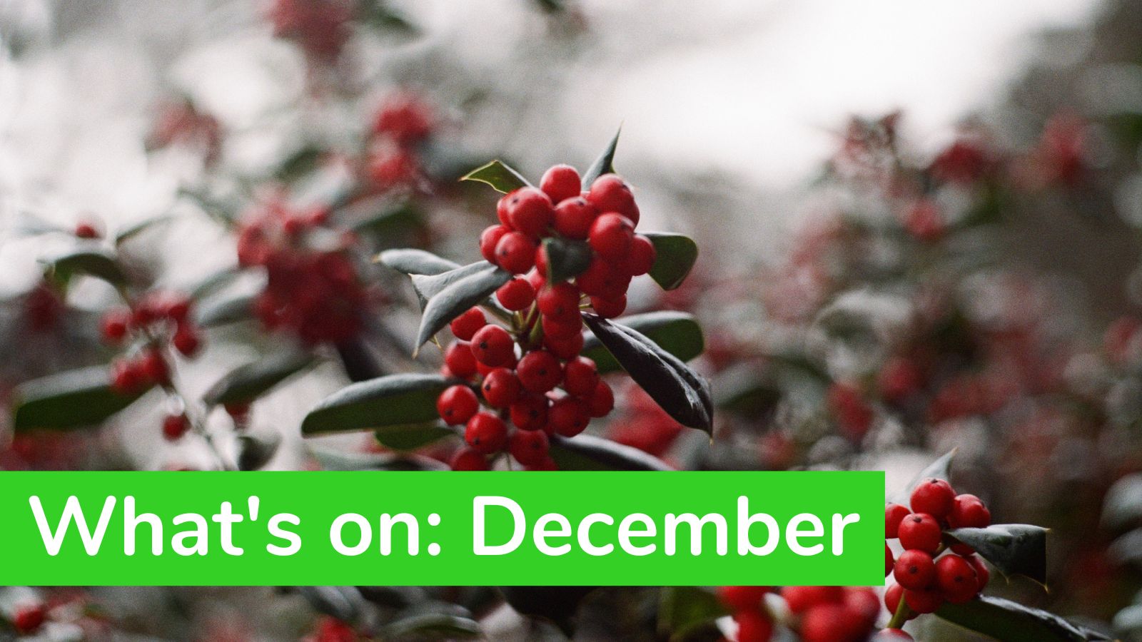 What’s On: December