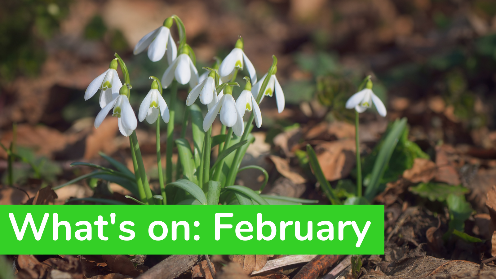 What’s on: February