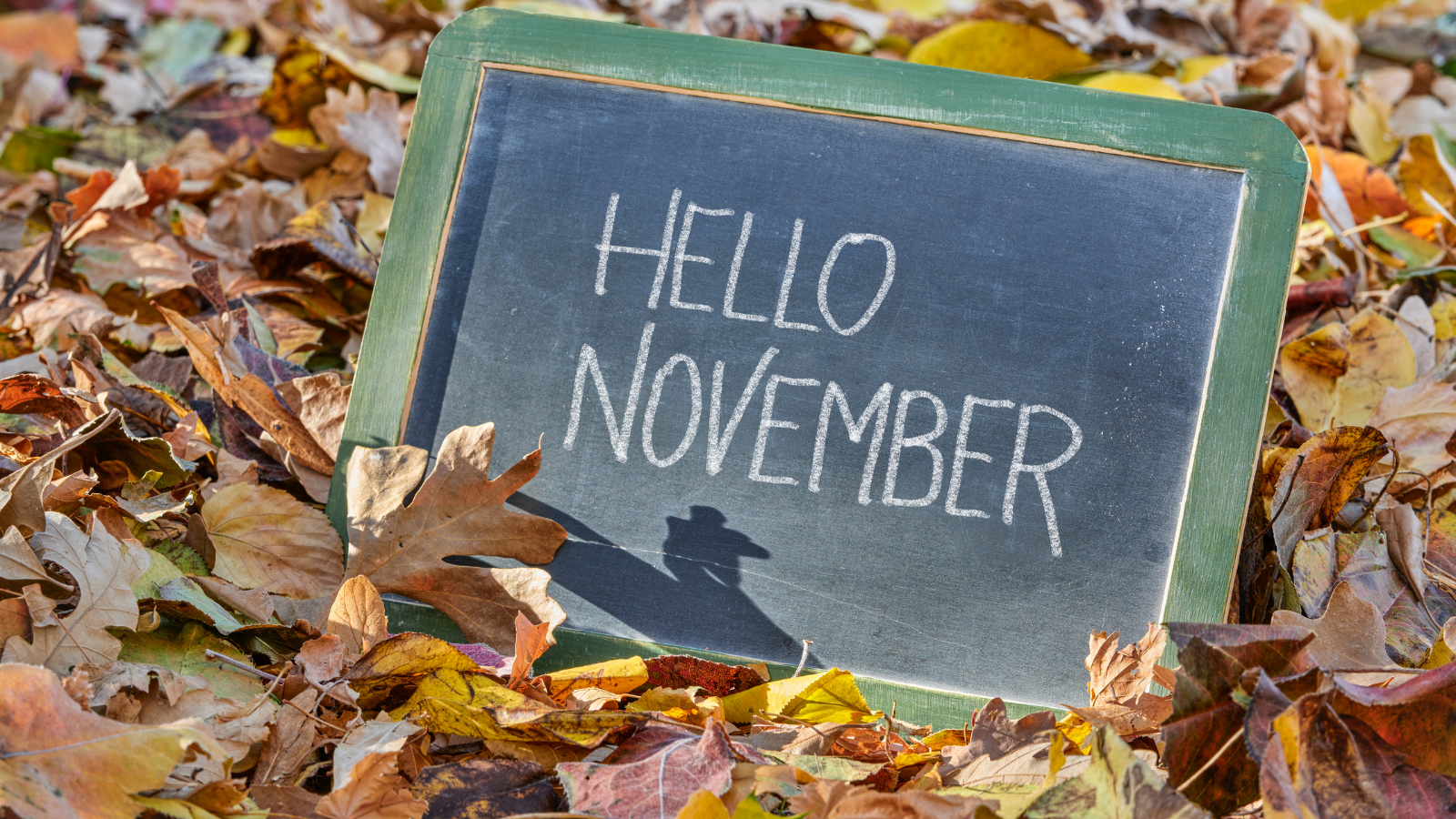 What’s On: November